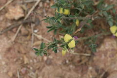 Polygala persicariifolia